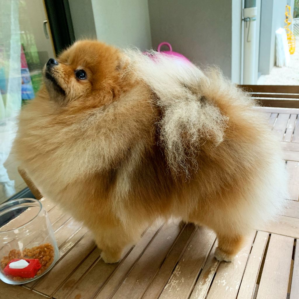 CH. Pom's Paw Pochette surprise