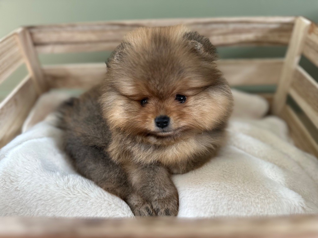 Pom's Paw - Chiots disponibles - Spitz allemand